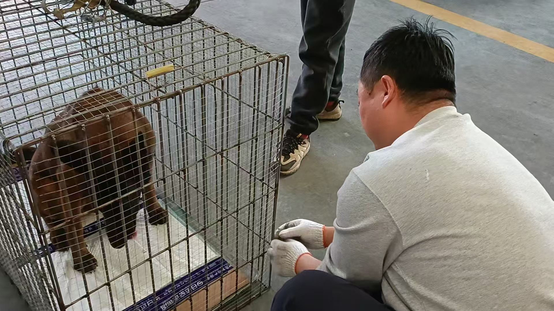 馬犬航空托運(yùn)的打包過(guò)程分享